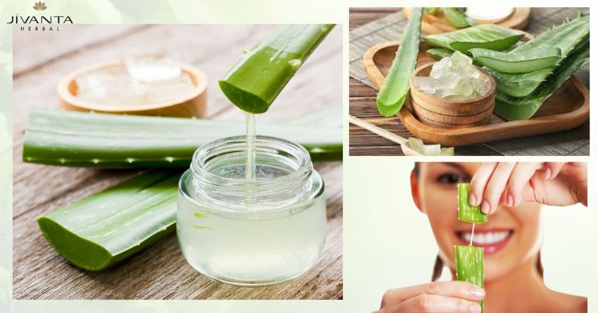 Aloe Vera Gel